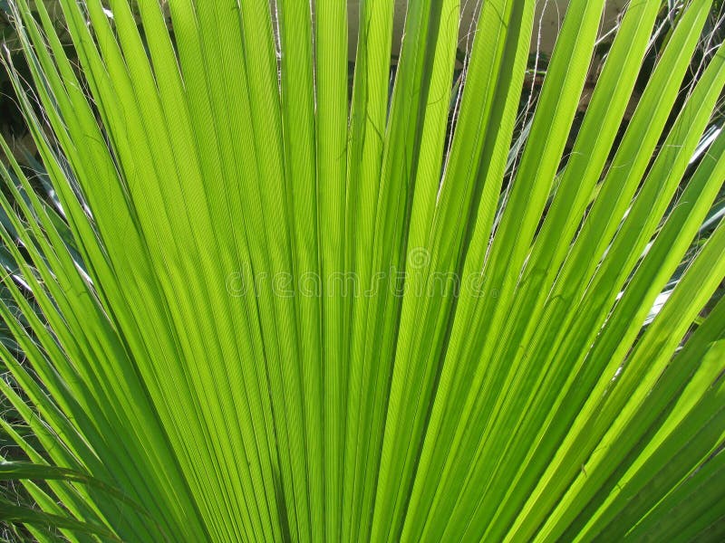 Download Palm leaf stock photo. Image of line, many, still, close - 9940