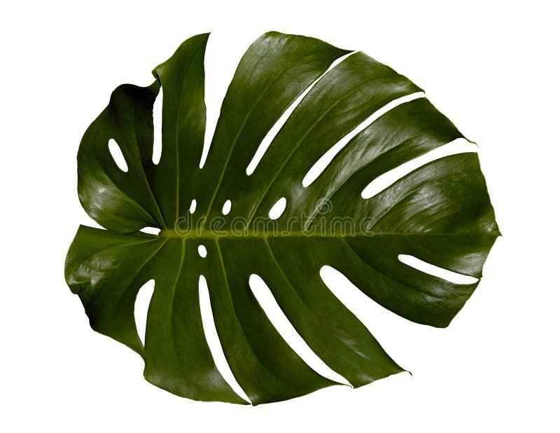 Palm Leaf stock photography Palm Leaf stock photography