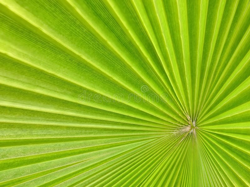 Palm leaf