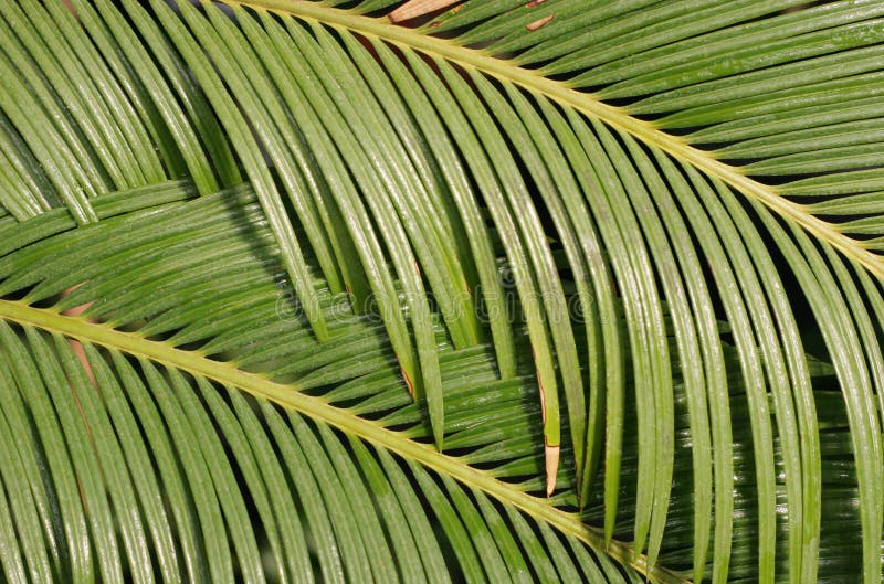 Palm leaf