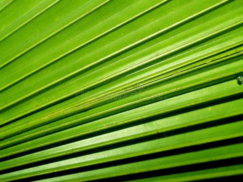 Palm leaf