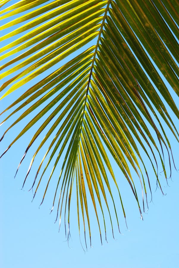 Palm leaf stock image. Image of climate, outdoor, turquoise - 4159285