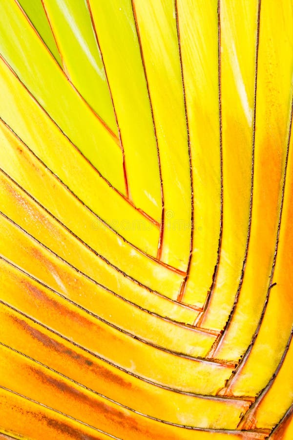 Palm leaf