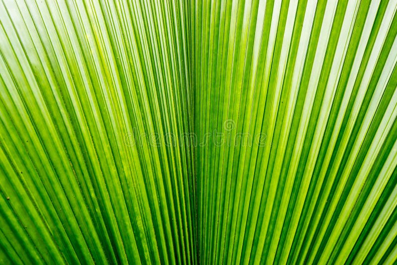 Palm leaf background stock photo. Image of summer, vivid - 43739416