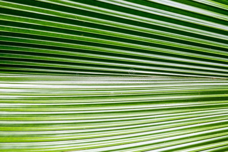Palm leaf background stock image. Image of colorful, palm - 43744259