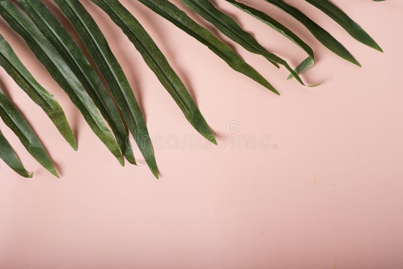 Palm Leaf on Beige Background Stock Photo - Image of nature, pastel
