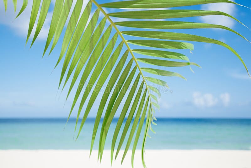 Palm leaf against blue sea and tropical white sand beach under the sun. Palm leaf against blue sea and tropical white sand beach under the sun