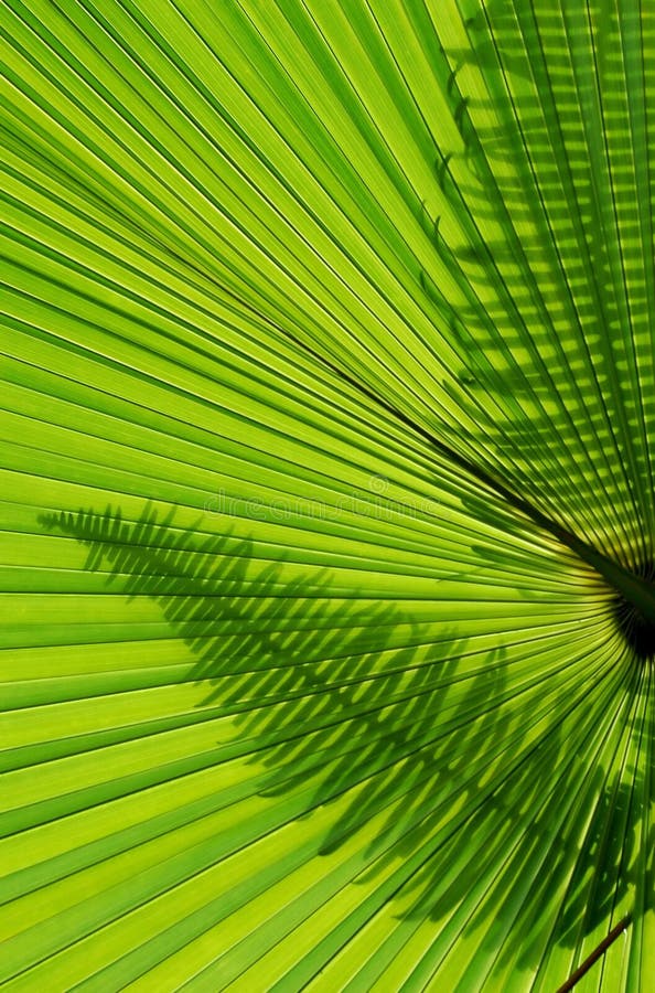 Palm leaves background stock image. Image of background - 15207621