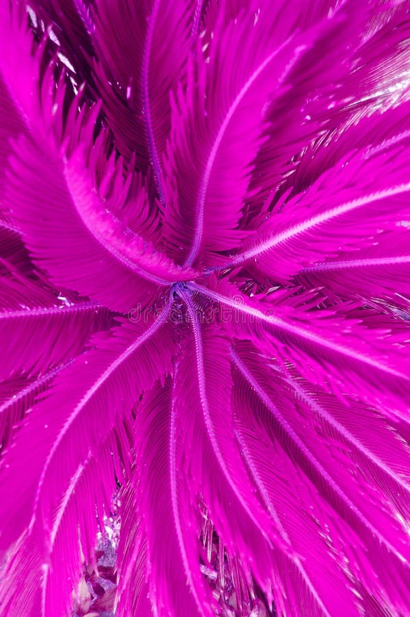 Palm Leaf of Pink Color, Ideal for Design and Backgrounds and Textures