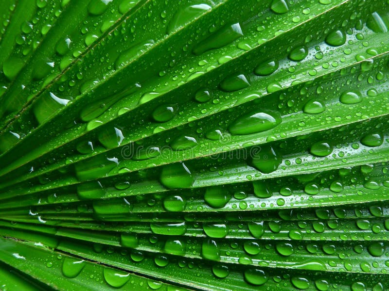 Palm leaf with rain drops