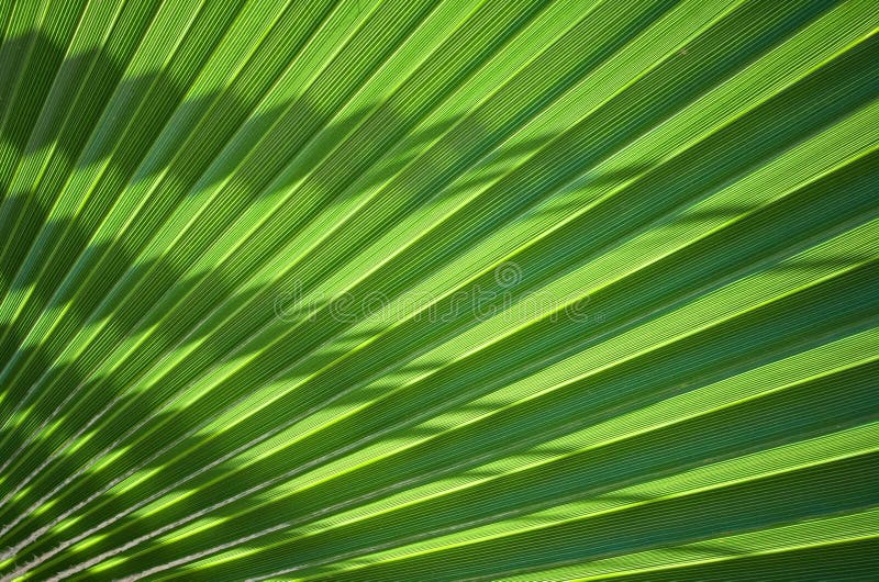 Palm Leaf section