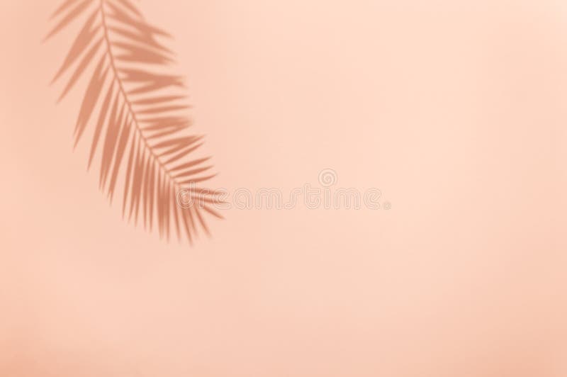 Nhìn vào hình bóng lá dừa trên nền hồng nhạt là như một khoảnh khắc mát mẻ với không khí nhiệt đới. Hãy cùng nhìn ngắm và cảm nhận sự tươi mới và sinh động mà nó mang lại trong tâm trí của bạn.