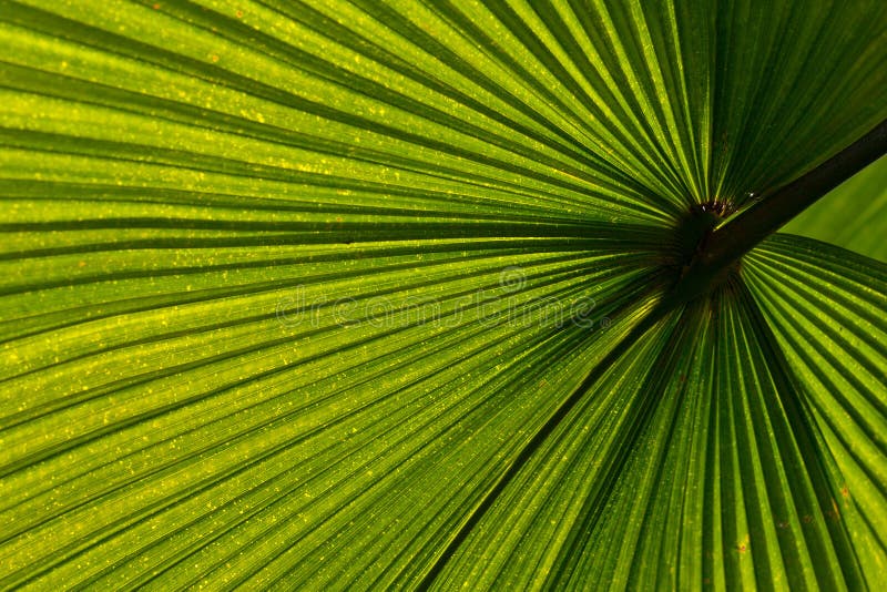 Palm leaf venation