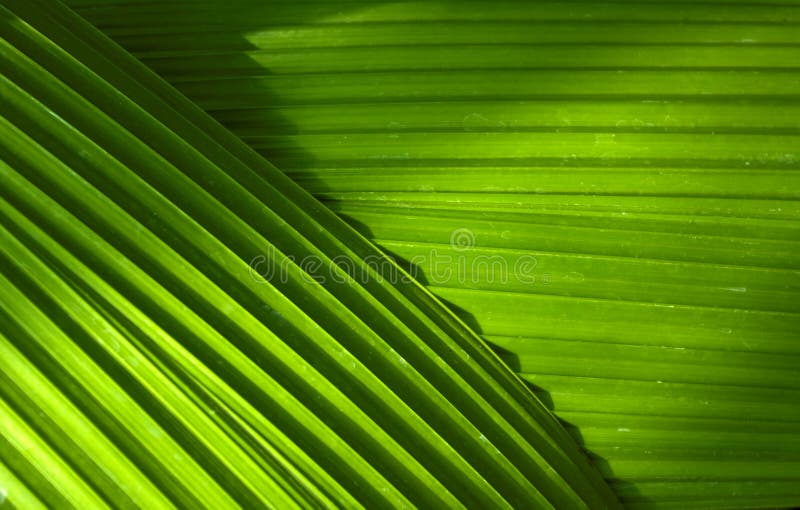 A view of Palm Leafs