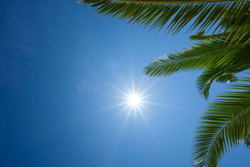 Palm leafs and shining summer sun