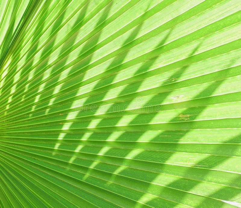 Palm leaves