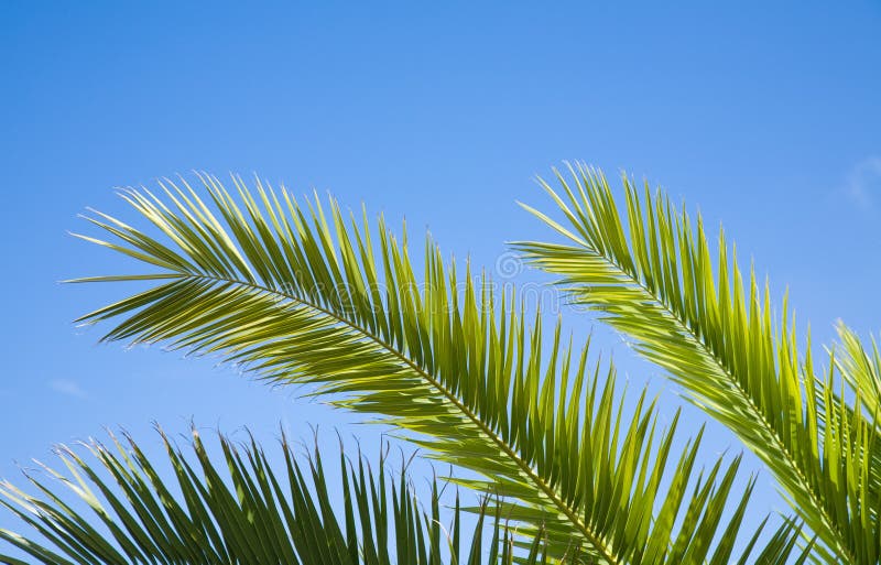 Palm fronds stock image. Image of afternoon, backlit, palm - 1095187