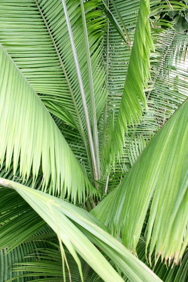 Palm Leaves