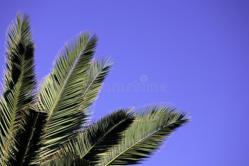 Palmera hojas contra cielo azul.