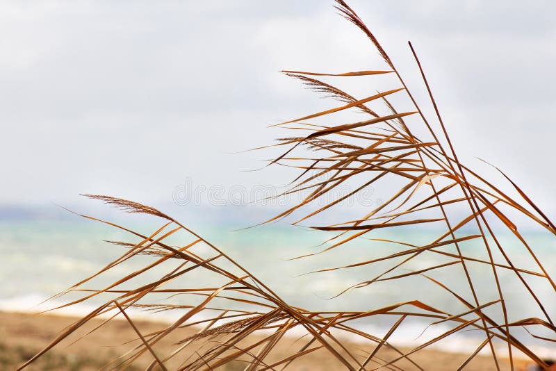 Palm leaves against a blue sky, sandy beach and sea water, before an impending storm.