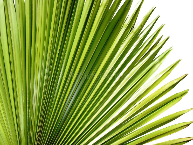 Palm leaves background