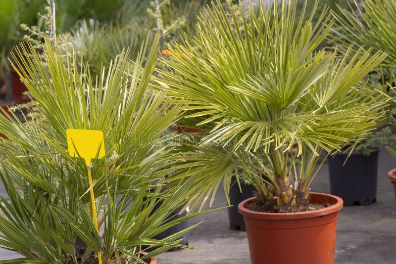 Palm leaves Chamaerops humilis fan palm