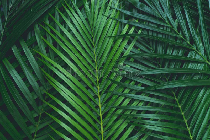 Palm Leaves, Greenery Background Stock Image - Image of leaves, coconut:  111192279