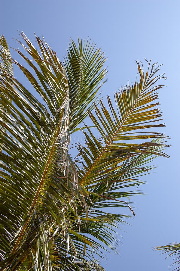 Palm Leaves, Crown, Against the Blue Sky Stock Photo - Image of natural ...