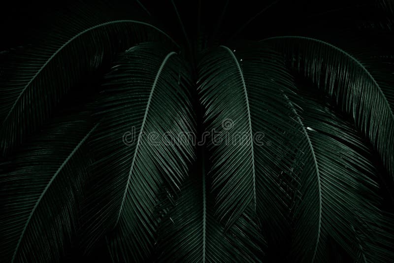 Palm leaves on dark background in the jungle. Dense dark green leaves in the garden at night. Nature abstract background. Tropical