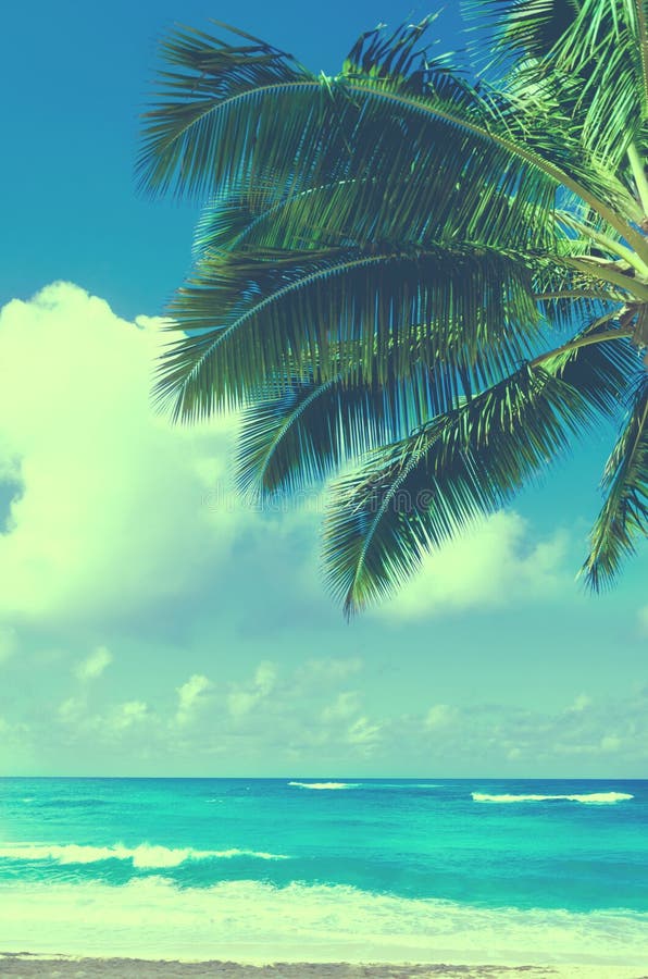 Palm leaves over ocean in Hawaii (vintage style)