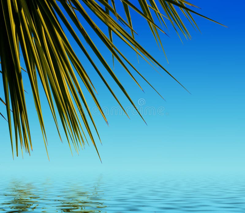 Palm leaves reflected in water and beautiful blue sky. Serene beach atmosphere stock images, royalty-free photos and pictures