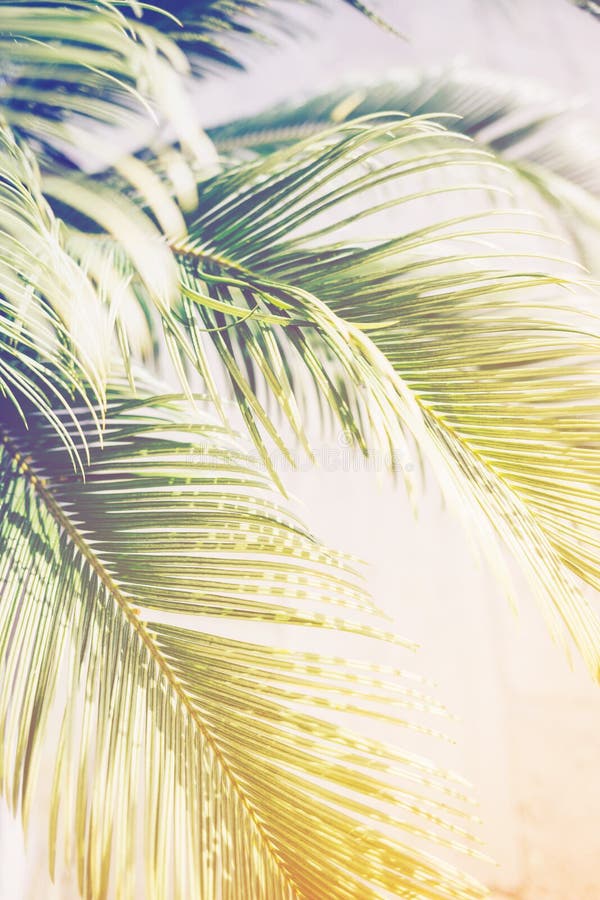Palm leaves in sunlight. stock photo. Image of close - 115207068