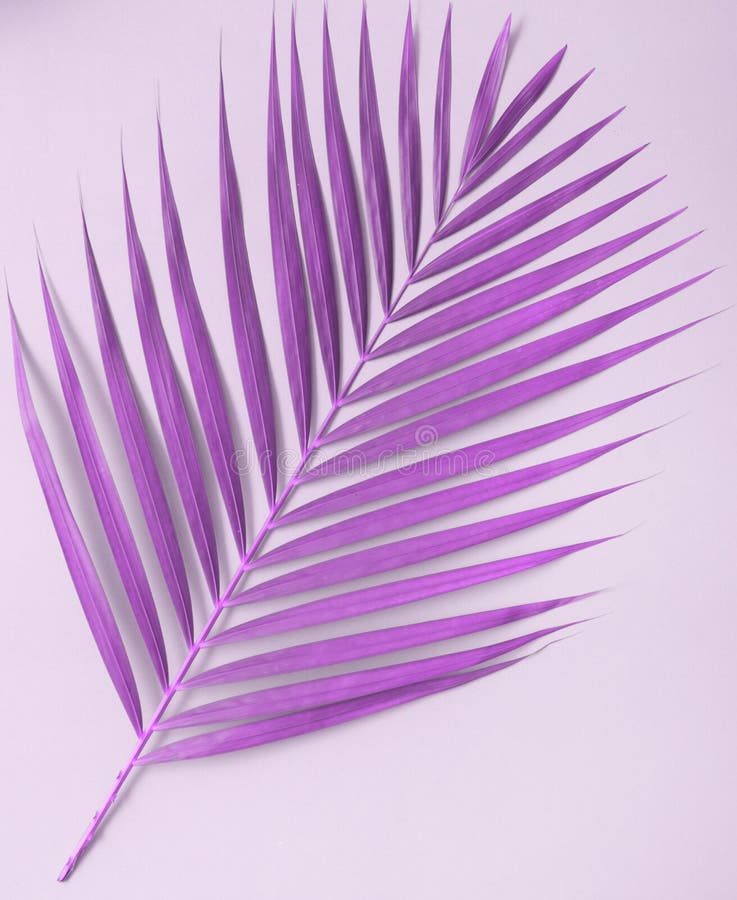 Palm Leaves on Violet Background Stock Photo - Image of copy, beach