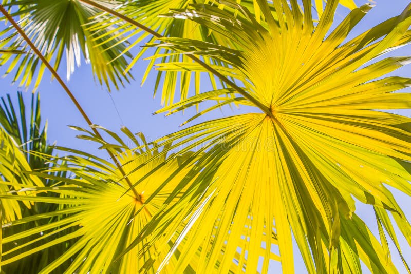 Palm leaves yellow stock image. Image of background, radial - 58352213