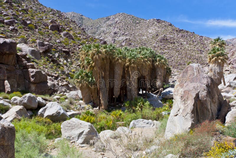 Palm oasis in Anza Borrego Desert. California, USA