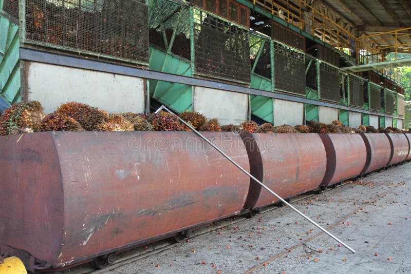  Palm oil extraction  stock image Image of business tree 