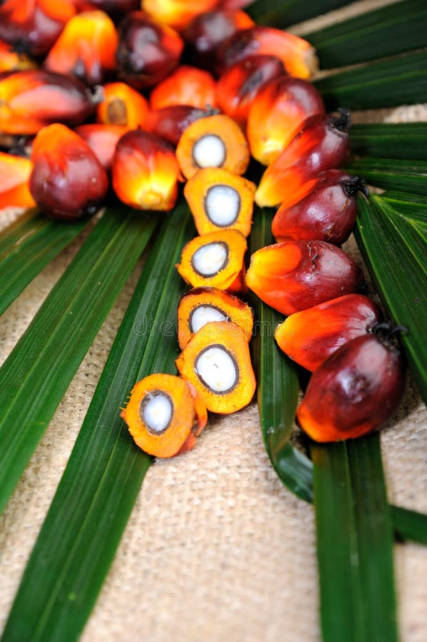  Palm Oil seeds  stock image Image of commodity asia 
