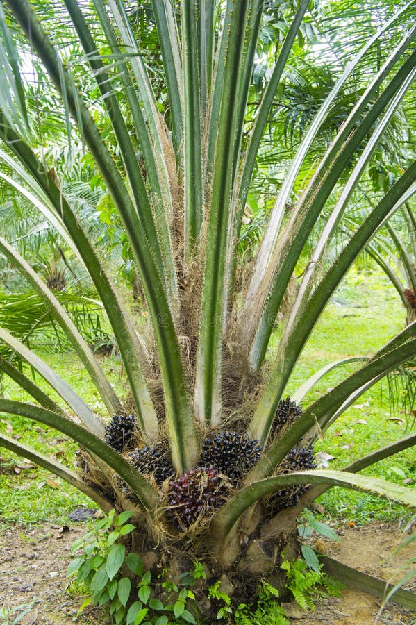 46+ Palm oil tree Free Stock Photos StockFreeImages