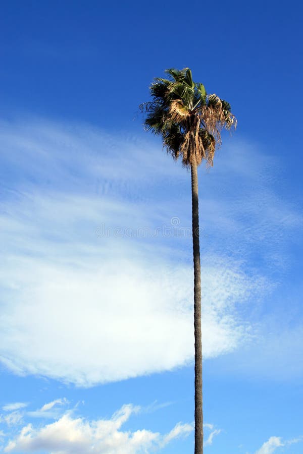 Palm over blue sky