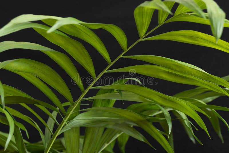 Palm Plant Leaf on a Black Background Stock Photo Image of natural