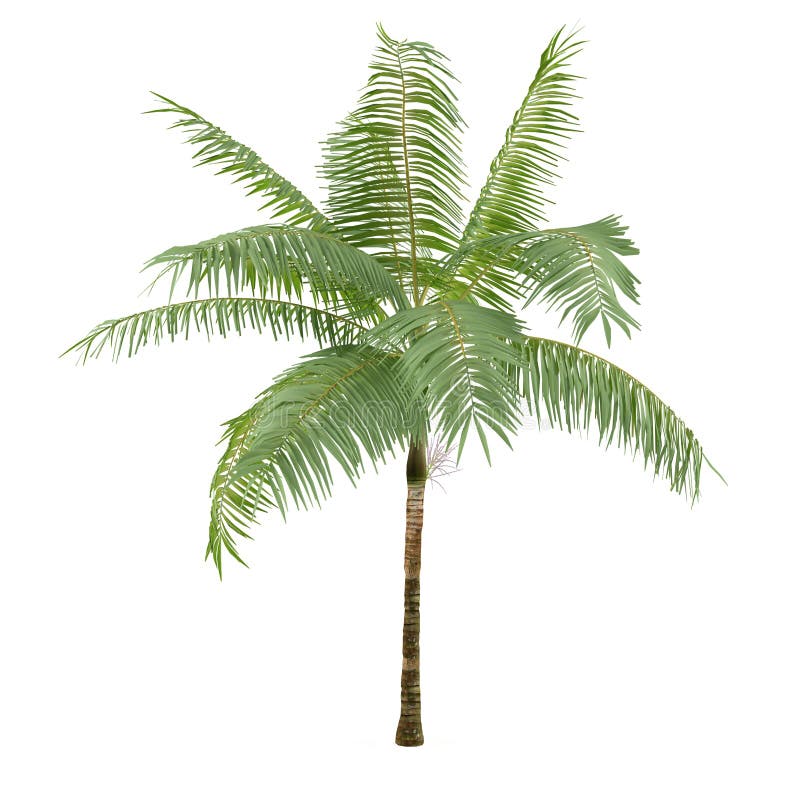 Palm Plant Tree Isolated. Dictyosperma Album Stock Illustration ...