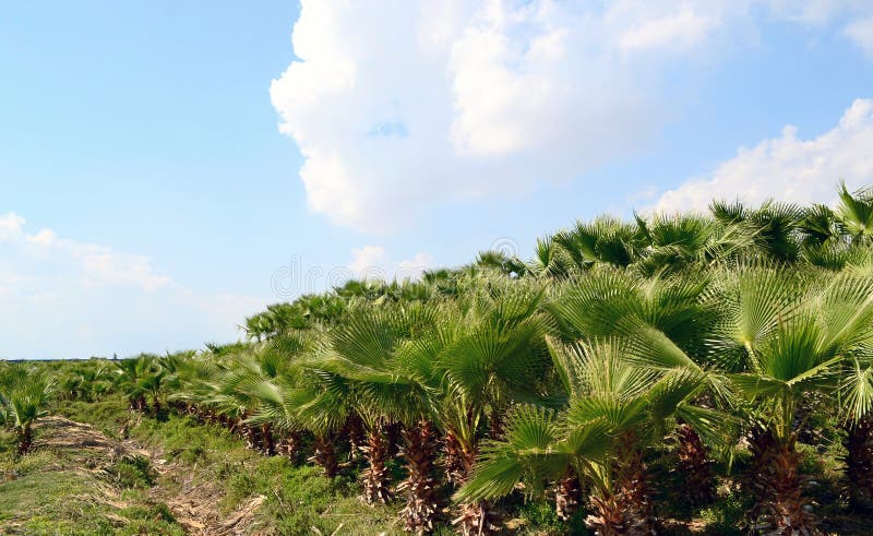 Palm Plantation