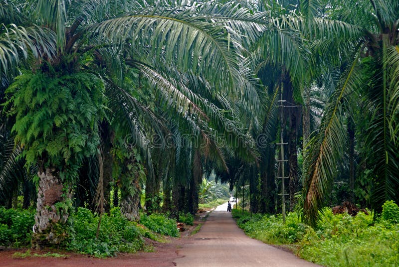 Palmera plantación a en.