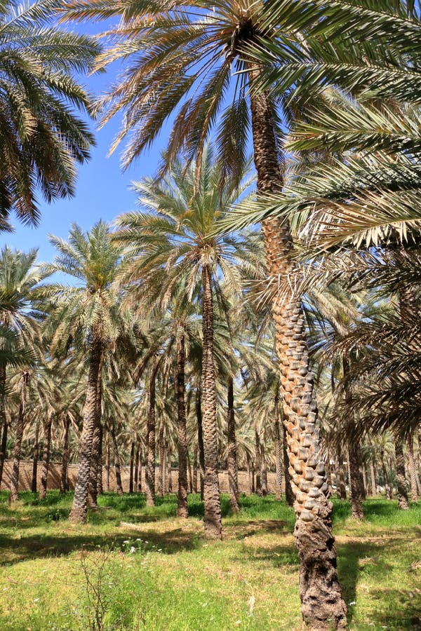 Palm Plantations in Birkat Al Mouz, Oman Stock Image Image of oman, plant 252841985