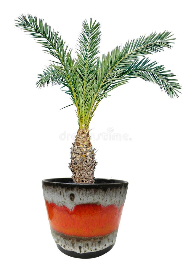 Palm in pot stock image. Image of flora, trunk, palm - 83366193