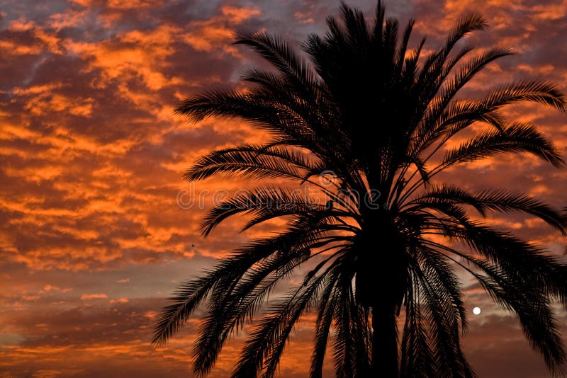 Palm silhouetted in sunset