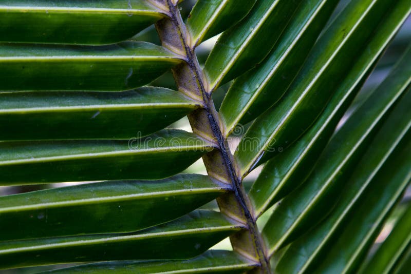 Palm texture