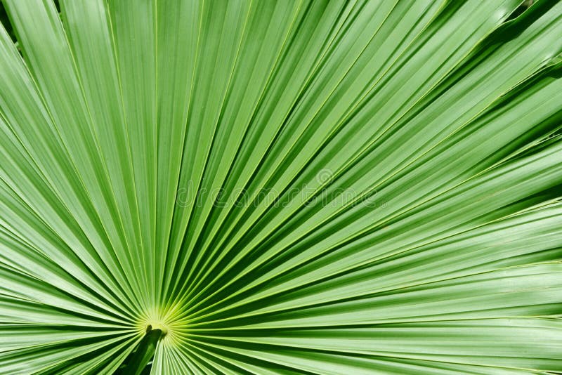 Large palm tree leaf closeup