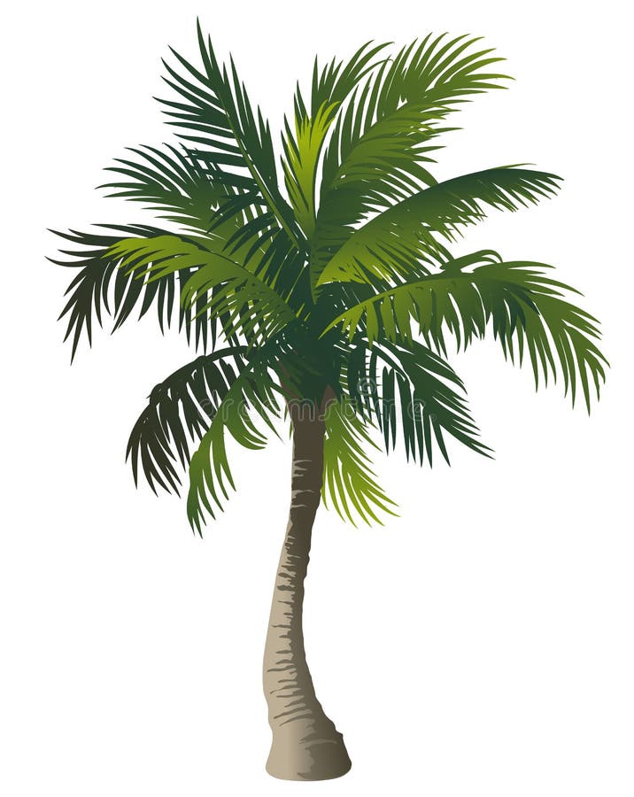 Palm tree vector illustration