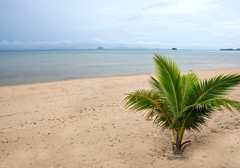 Palm tree stock image. Image of maldives, cloud, lagoon - 16310509